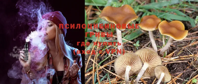 Псилоцибиновые грибы Psilocybe  закладки  Аша 